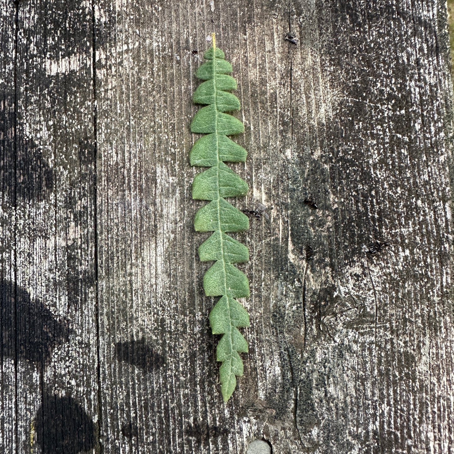 Sweetfern Earrings